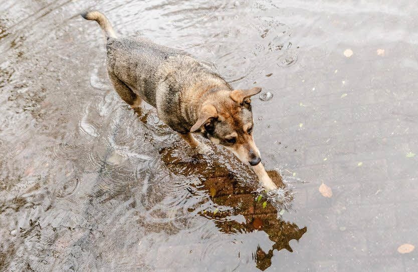 Auch Hunde können sich erkälten, wenn sie kalt und nass werden.
