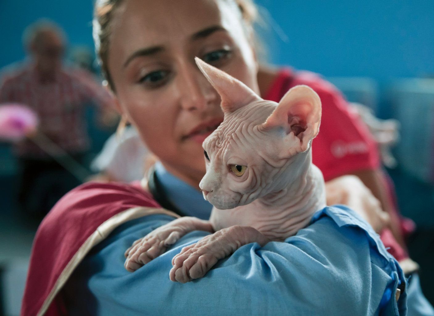 Oft leiden Nacktkatzen, weil ihnen die Tasthaare fehlen.