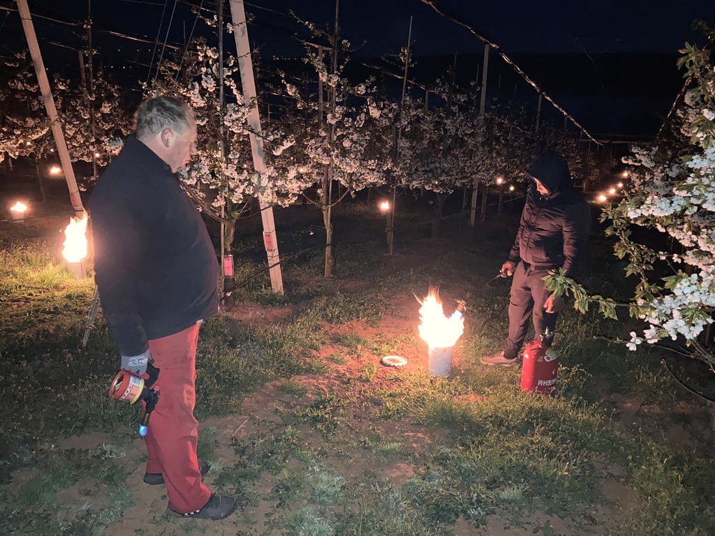 Im Obsthof Aseleben trotzt man mit Riesenkerzen den Nachfrösten.