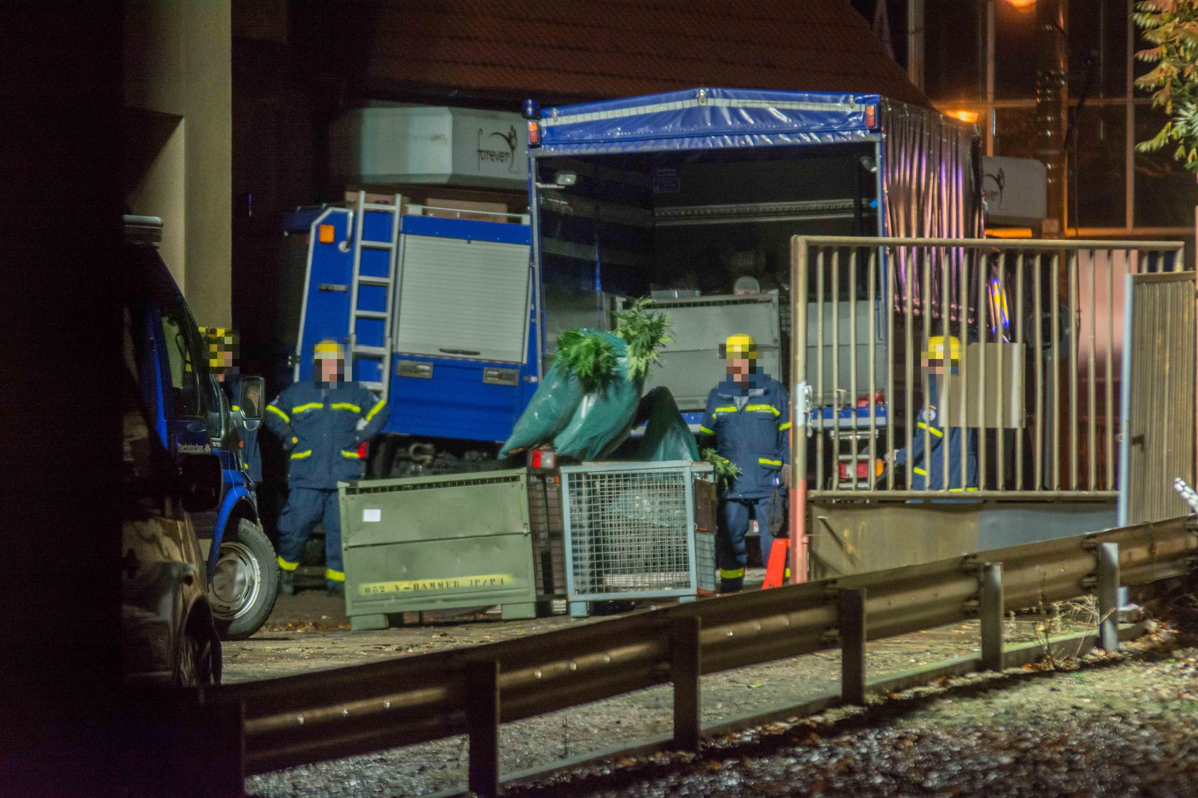 Mitarbeiter des THW Magdeburg räumen die Cannabis-Pflanzen vom Fundort.