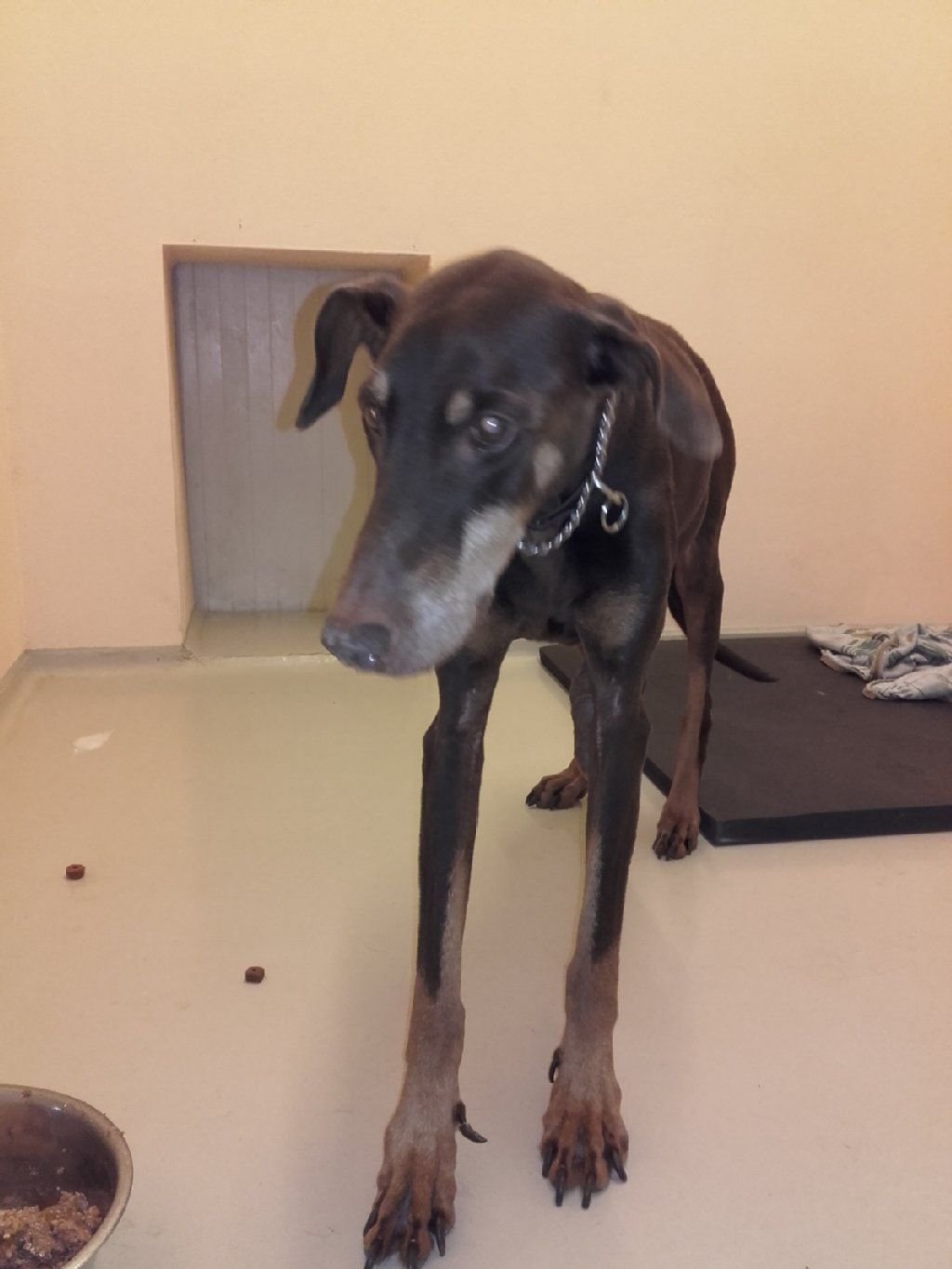 Trotz großer Mühen des Dessauer Tierheims starb die Dobermann-Hündin starb noch am selben Tag.