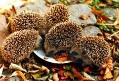 Reißender Absatz - bei Rührei, aber auch bei Hundefeucht- oder einem Mix aus speziellem Igel- und Katzenfutter langen die Stachelträger gerne zu. (Foto: dpa)