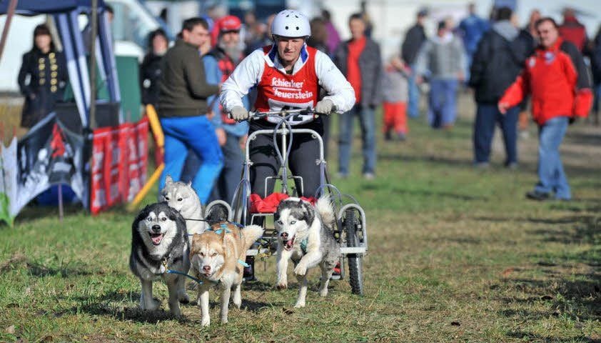 Das erste Schlittenhunderennen, das Bitterfeld erlebt hat.