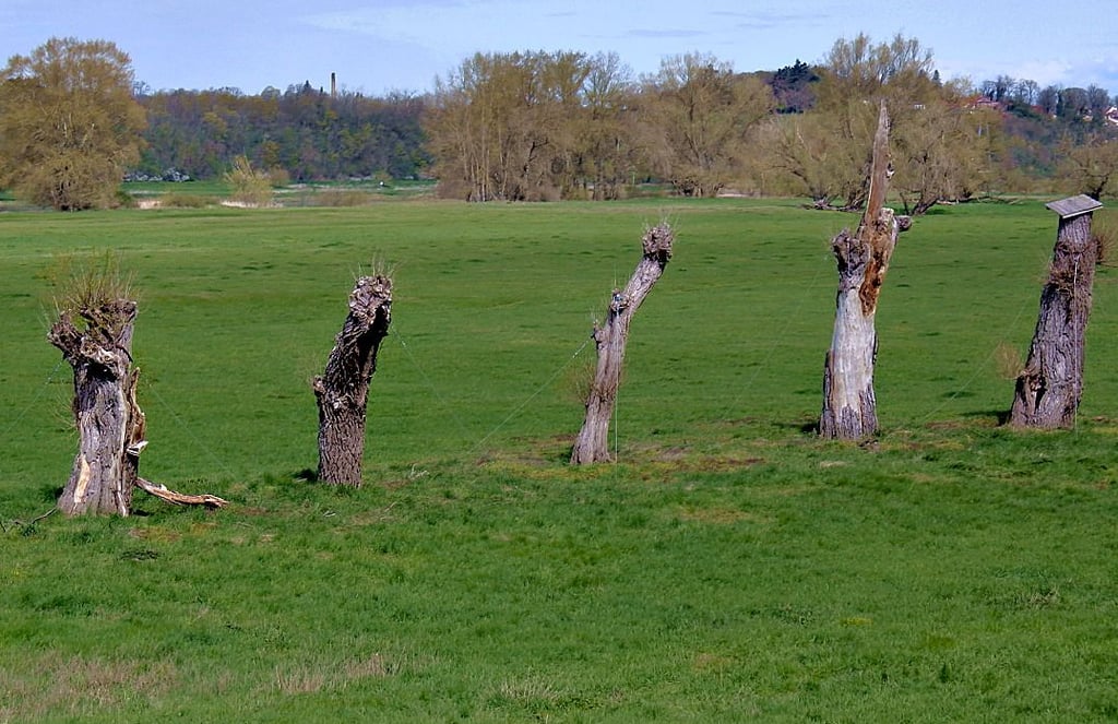 Diese Weiden wurden umgesetzt, sie standen bei einer Trassenoptimierung im Wege. Drei sind angewachsen.