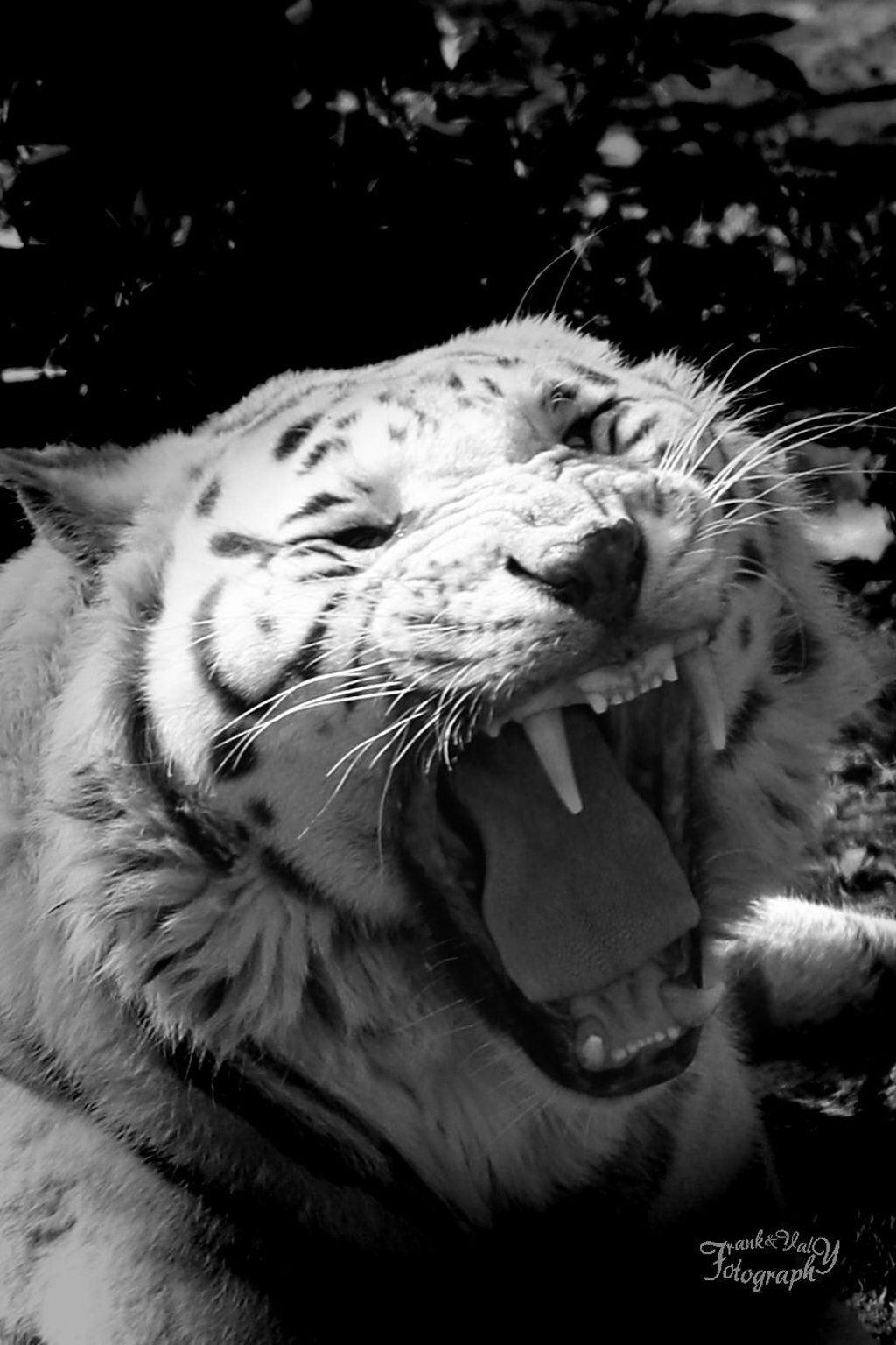 Die beliebte Tigerin Kimmy-Ascania I. musste eingeschläfert werden.