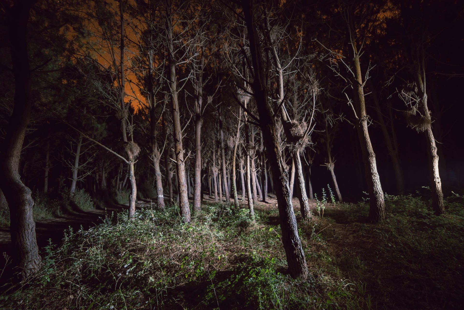 Ein Waldstück bei Nacht (Symbolbild)