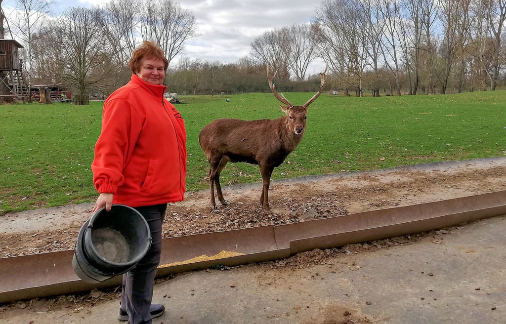Jeden Tag trifft man Stephanie Just im Wildgehege Profen. Damhirsch Fridolin it dabei ganz zahm und frisst ihr sogar aus der Hand.