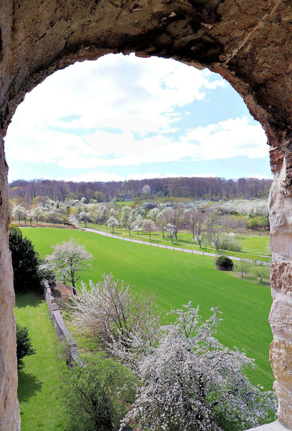 Blick aus dem Kirchturmfenster von Sankt Stephani hinunter auf die blühenden Obstbäume von Dingelstedt.