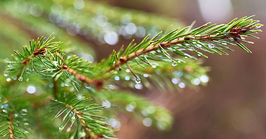 Der Suche danach, welcher Ortsteil Halberstadts den schönsten Weihnachtsbaum hat, wurde im Kulturausschuss erneut Thema.