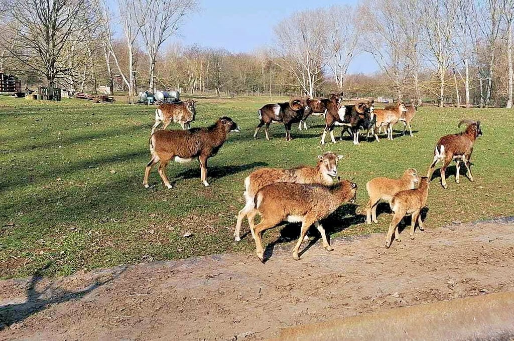 Grenzgänger: die Tiere pendeln zwischen Sachsen und Sachsen-Anhalt.
