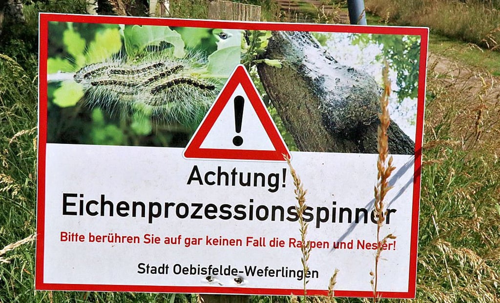 Mit solchen oder ähnlichen Warntafel wird in der Einheitsgemeinde vor dem Eichenprozessionsspinner gewarnt.