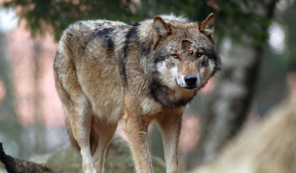 Durch vermehrtes Aufeinandertreffen von Mensch und Wolf steht erneut die Debatte um die Aufnahme ins Jagdrecht im Raum