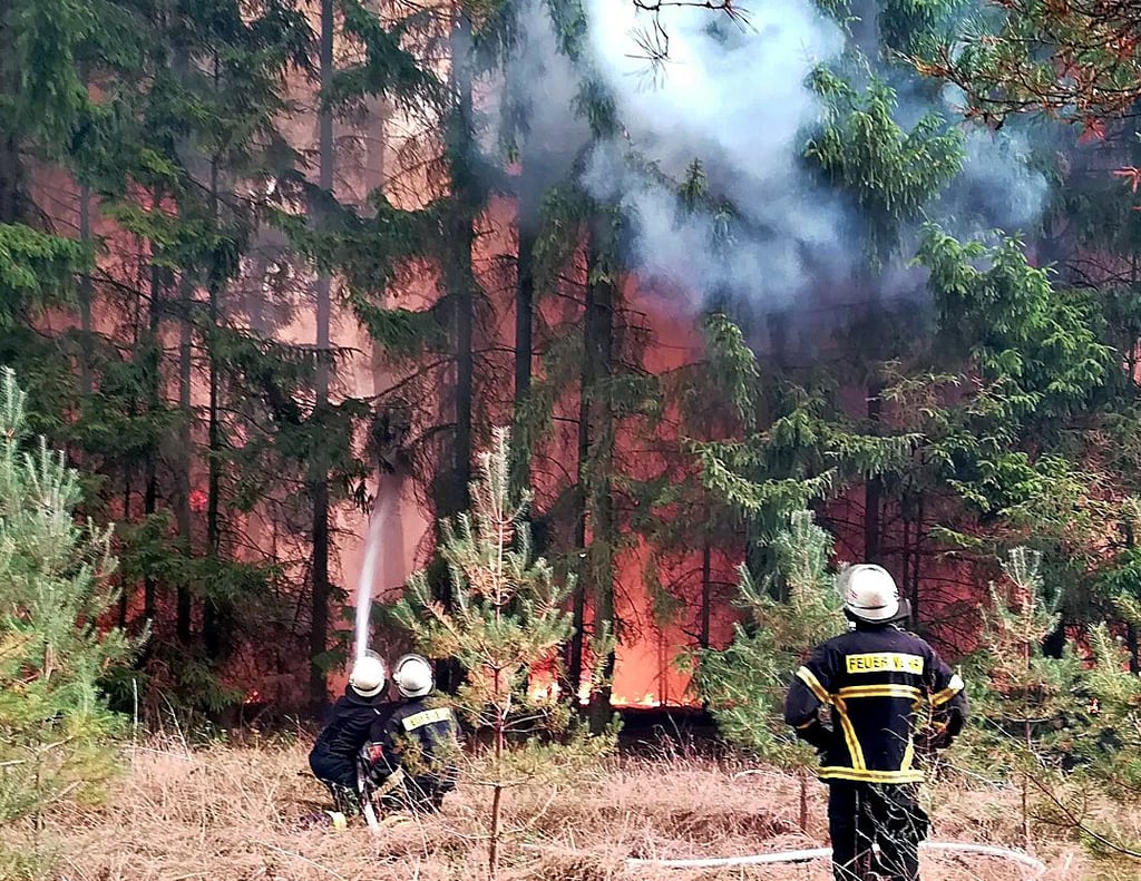 Als große Gefahr nehmen die Umlandkommunen und viele Feuerwehrleute die unbestellten Gäste im Losser Wald wahr.