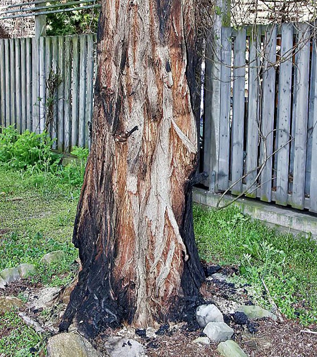 Der angezündete Baum in Sangerhausen