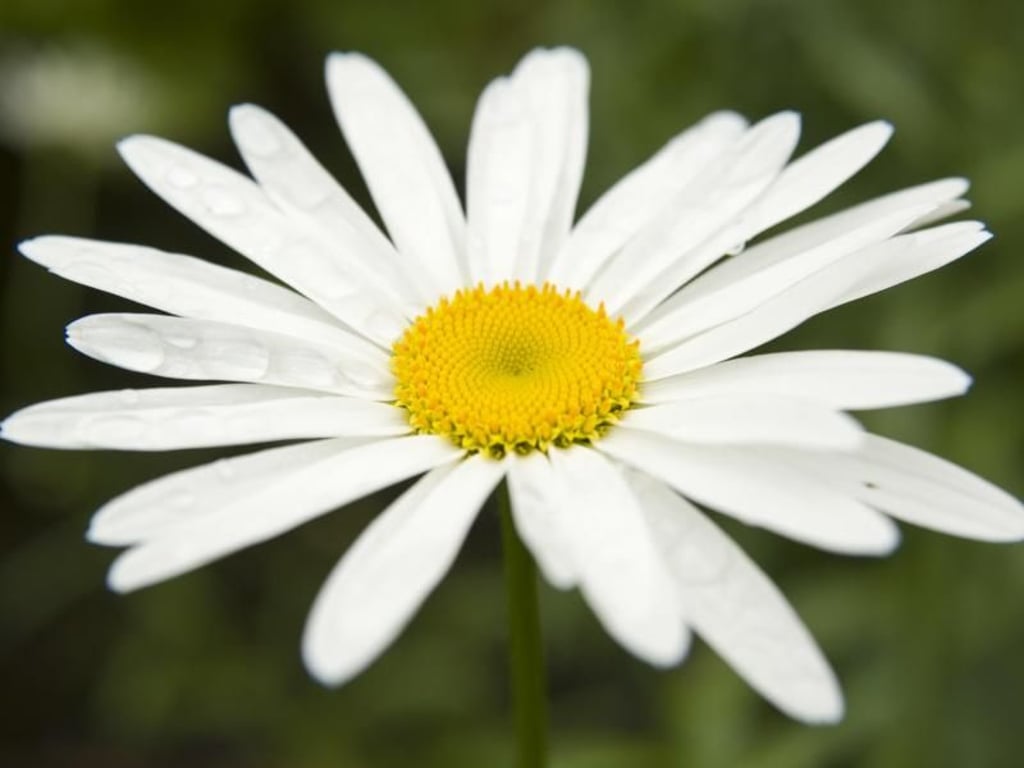 Wenn Kinder Blumen malen, sehen diese oft aus wie eine Margerite: Viele kleine Blütenblätter umranden eine strahlend gelbe Scheibe. Foto: Andrea Warnecke