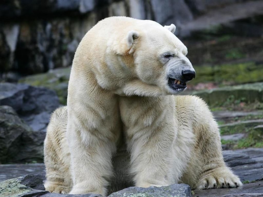 Das Eisbären-Weibchen Aika 2007 im Tierpark Friedrichsfelde in Berlin. Foto: Arno Burgi