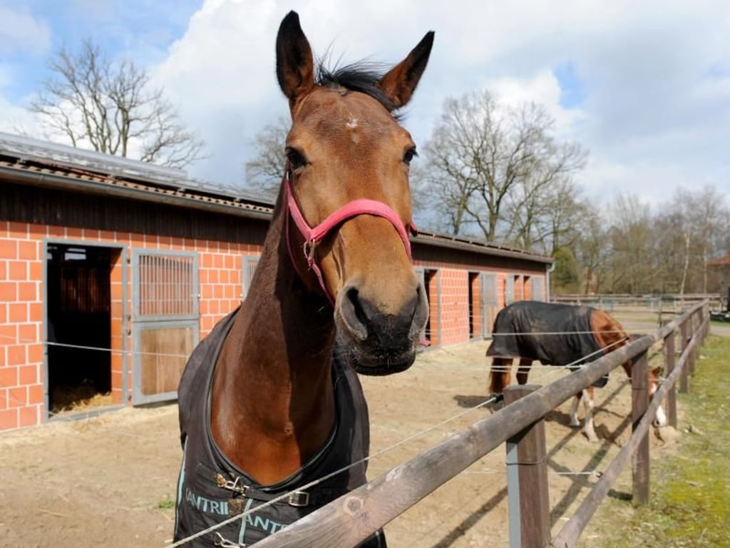 Frische Luft: Im Reitstall Lindemann in Hepstedt können die Pferde einen Paddock an ihrer Box nutzen. Foto: Ingo Wagner