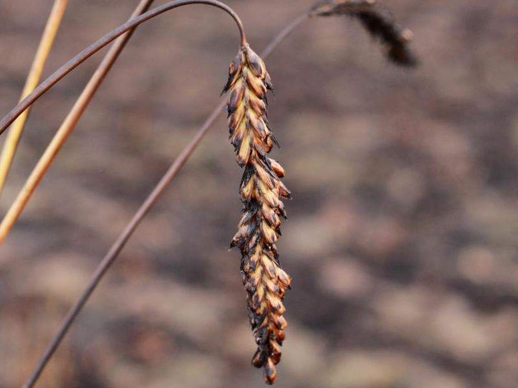 Angebranntes Getreide nach einem Brand. Foto: Jens Wolf/Archiv