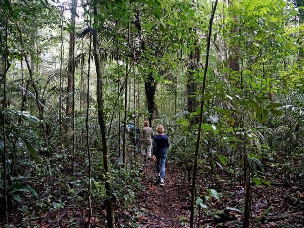 Wanderung durch den Regenwald rund um Palumeu - Tiere sind dabei äußerst selten und nur mit Glück zu sehen. Foto: Steven Hille