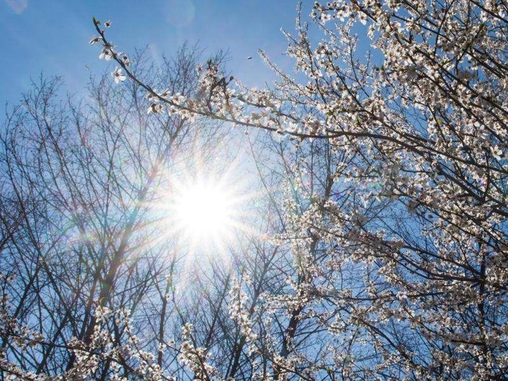 Die Mittagssonne scheint hinter einem Obstbaum. Foto: Patrick Pleul/dpa