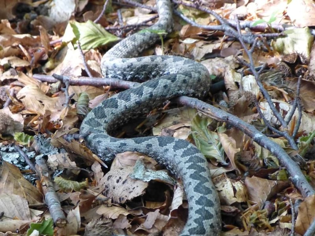 Nicht ganz ohne Risiko: Die Hornviper gehört zu den gefährlichsten Schlangen in Europa. Foto: Florian Sanktjohanser