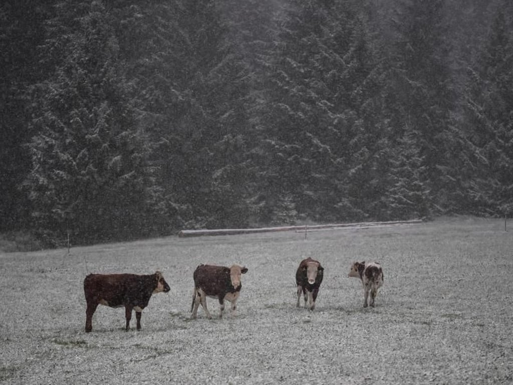 Rinder stehen auf einer verschneiten Wiese in St. Märgen. Foto: Patrick Seeger