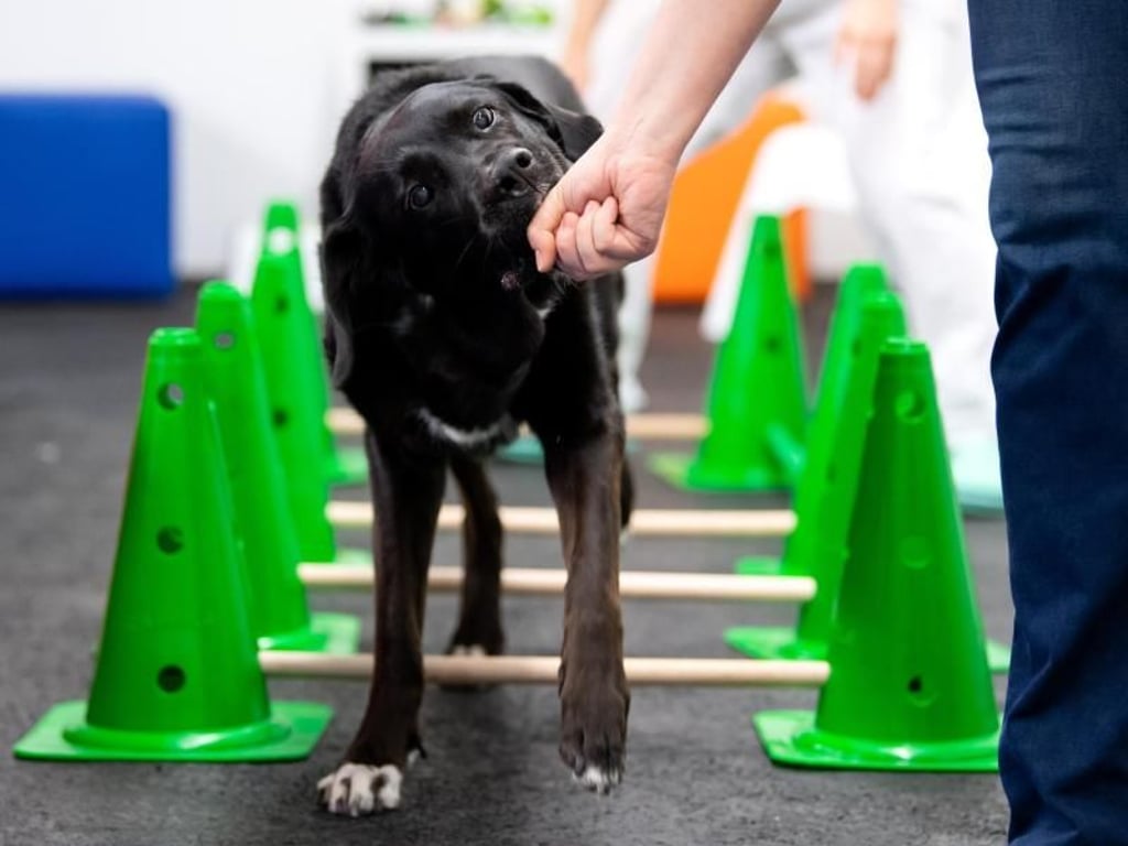 Hündin Rosi läuft in der Kleintierklinik über verschiedene Hindernisse. Nicht nur Menschen profitieren nach einer Operation oder bei Schmerzen von Physiotherapie, auch Tieren kann sie helfen. Foto: Sven Hoppe