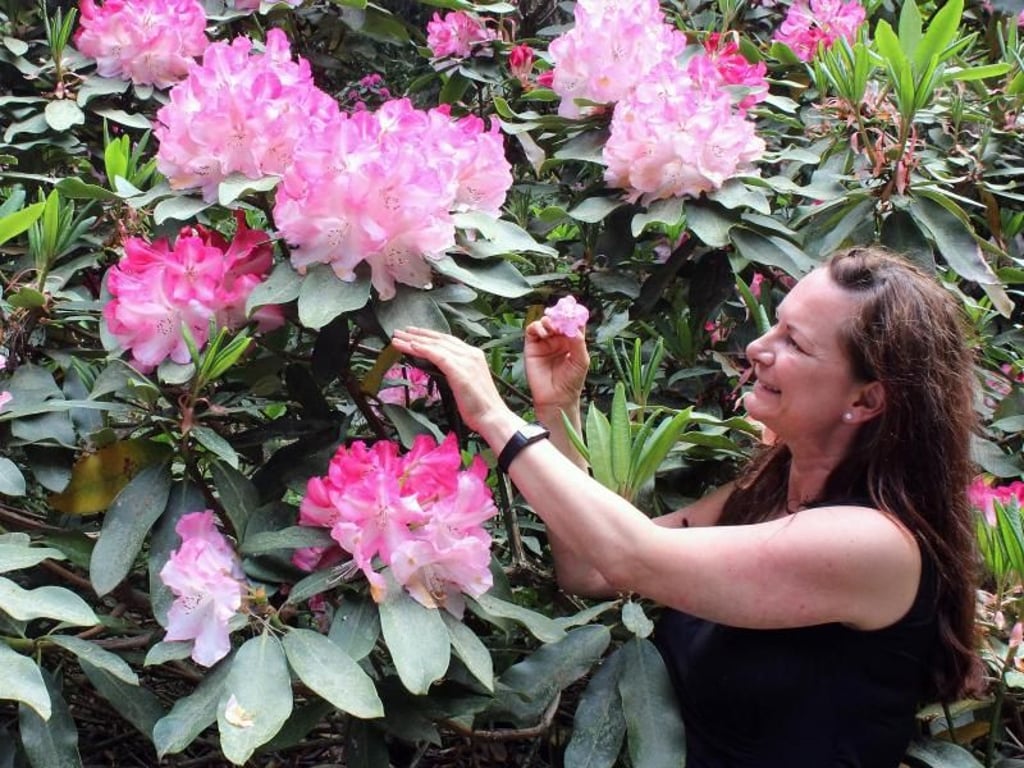 Birgit Hobbie pflegt mit ihrem Mann Volker und bis zu 60 Beschäftigten den Rhododendronpark Hobbie - gegründet hat ihn Großvater Dietrich Gerhard 1928. Foto: Bernd F. Meier
