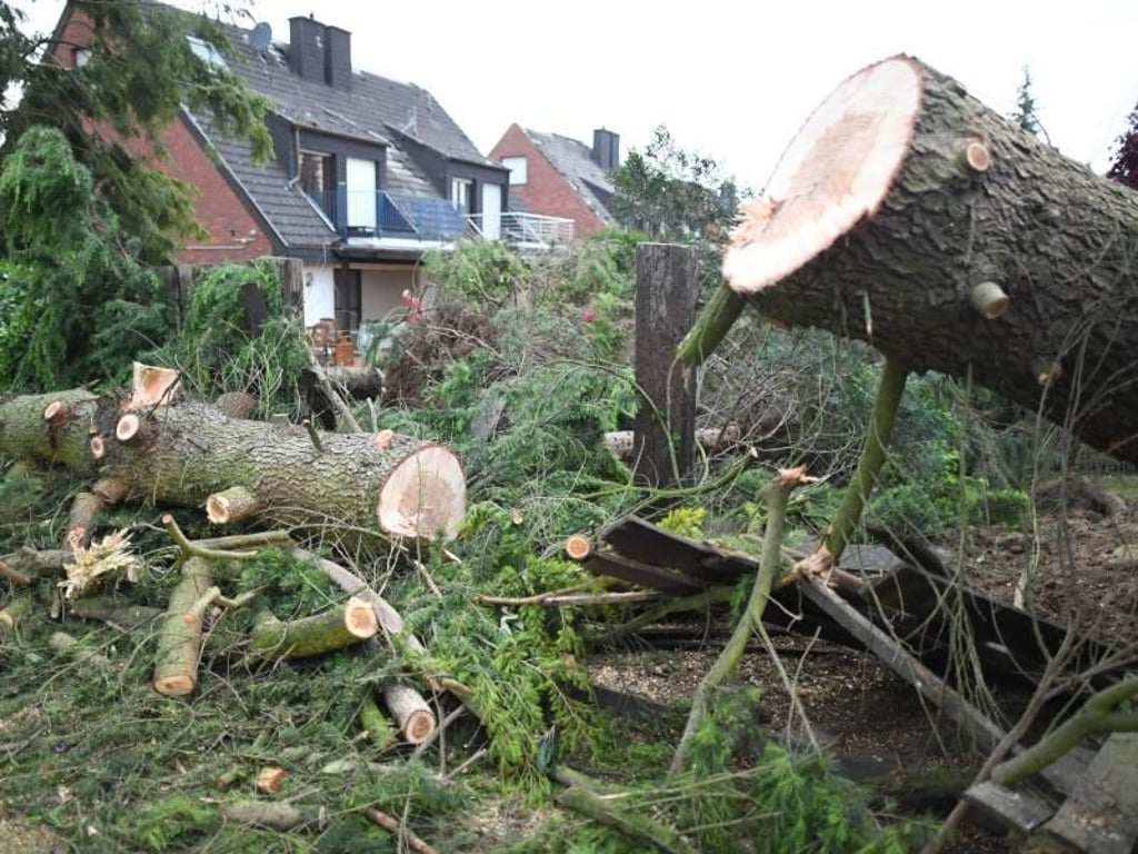 Auch Bäume riss der Wirbelsturm um. Foto: Federico Gambarini