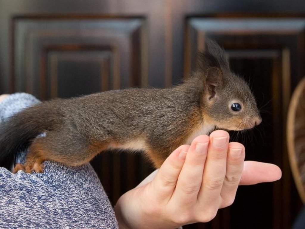 Handzahm, doch nur für ein paar Wochen. Foto: Daniel Karmann