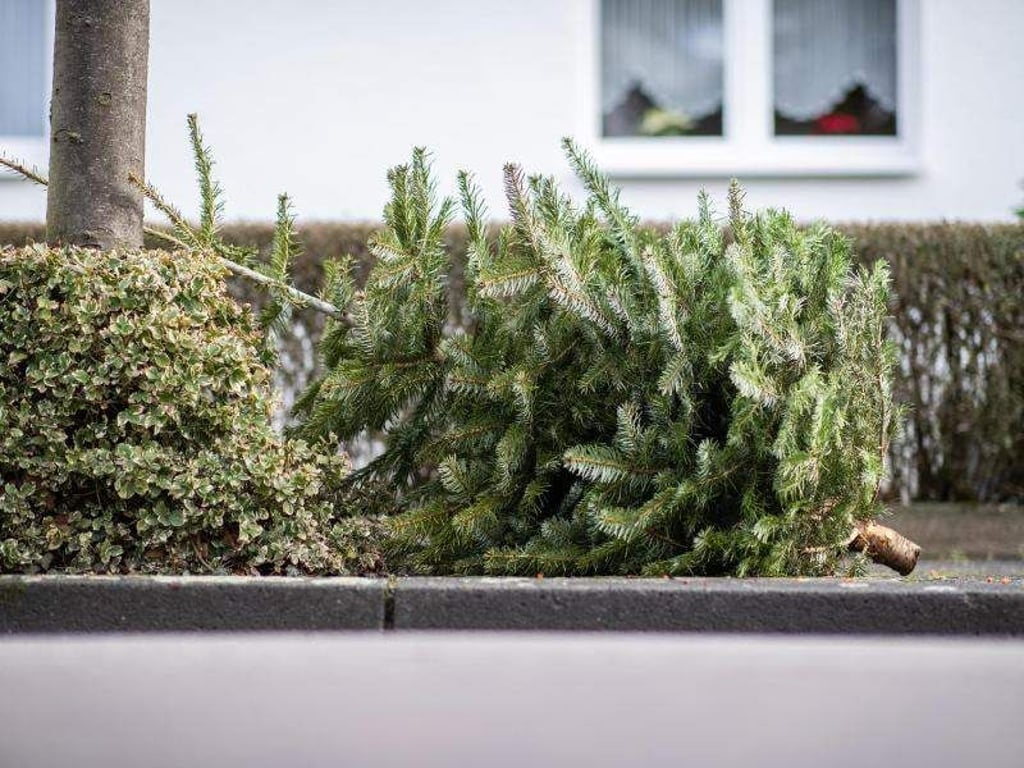 Ein alter Weihnachtsbaum liegt an einem Straßenrand in Recklinghausen. Forscher erwägen die entsorgten Christbäume zur Gewinnung von Ausgangsstoffen zu nutzen. Foto: Marcel Kusch