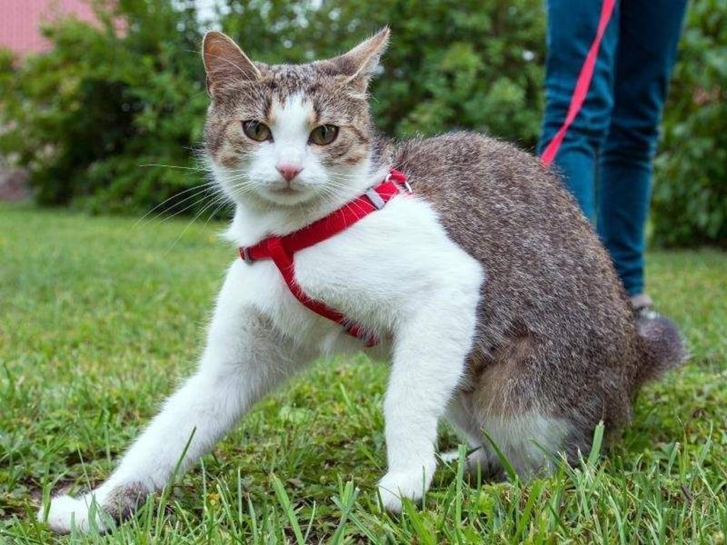 Ein Katzen-Geschirr sollte passgenau sitzen. Aber Achtung: Nicht für jede Katze ist ein Spaziergang an der Leine das Richtige. Foto: Patrick Pleul