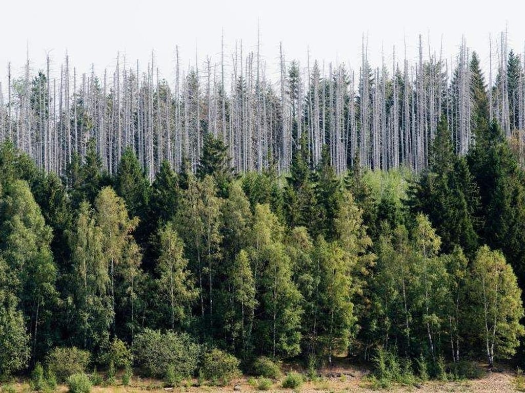 Vom Borkenkäfer zerstörte Fichten stehen im Nationalpark Harz. Foto: Julian Stratenschulte/Archiv