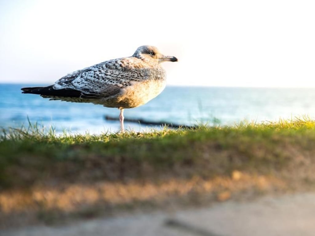 Die Kühlung unweit der Ostsee ist Heimat zahlreicher Vögel. Foto: Ulrike Pawandenat