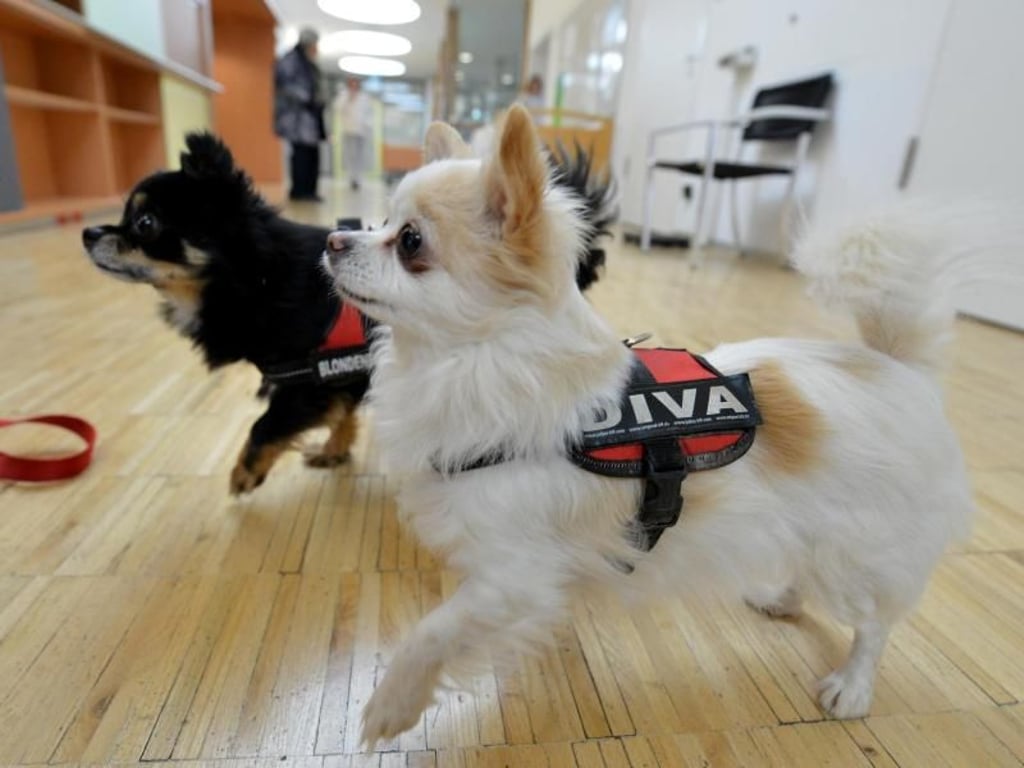 Die beiden Chihuahuas Faye (r.) und Jasper dürfen von den Patienten gestreichelt werden. Foto: Franziska Kraufmann