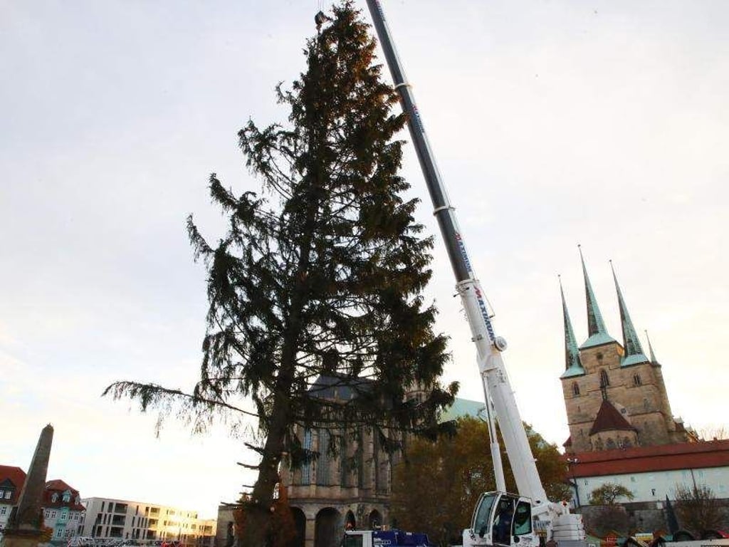 Ein Christbaum ist ein Christbaum? Mitnichten. Foto: Bodo Schackow