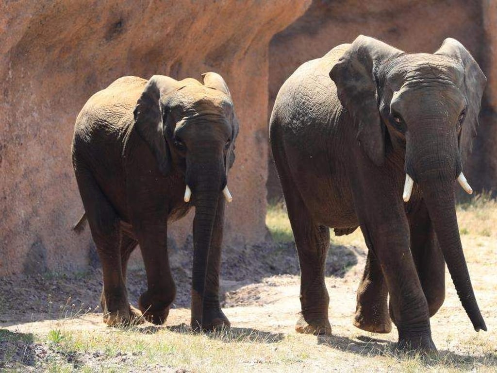 Die Afrikanischen Elefantenbullen Moyo und Uli, 5 und 7 Jahre alt, im AFRICAMBO im Zoologischen Garten Magdeburg. Foto: Peter Gercke/Archiv