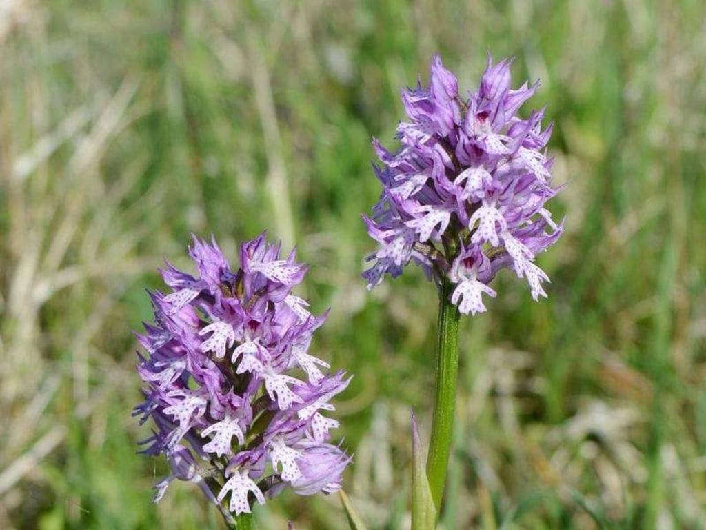 Das Dreizähnige Knabenkraut ist überwiegend in Mitteldeutschland verbreitet, vor allem im nördlichen Hessen und in Thüringen. Foto: Arbeitskreis Heimische Orchideen
