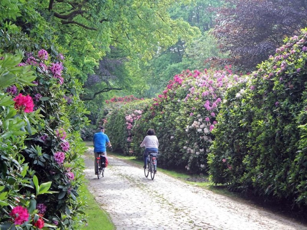 Radeln durch parkartige Landschaften: Rhododendron-Allee in der Baumschule von Timo Schröder. Foto: Bernd F. Meier