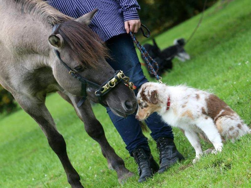 Australian Shepherd «Reika» beschnüffelt das Dülmener Wildpferd «Starlight Dance». Foto: Roland Weihrauch