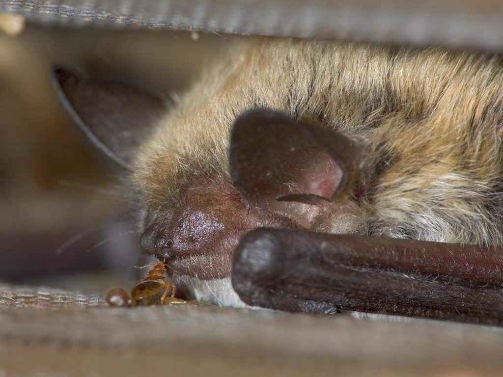 Bettwanzen piesacken ihre Mitgeschöpfe wohl schon weit länger als bisher angenommen. Foto: Mark Chappell/University of Cailfornia, Riverside