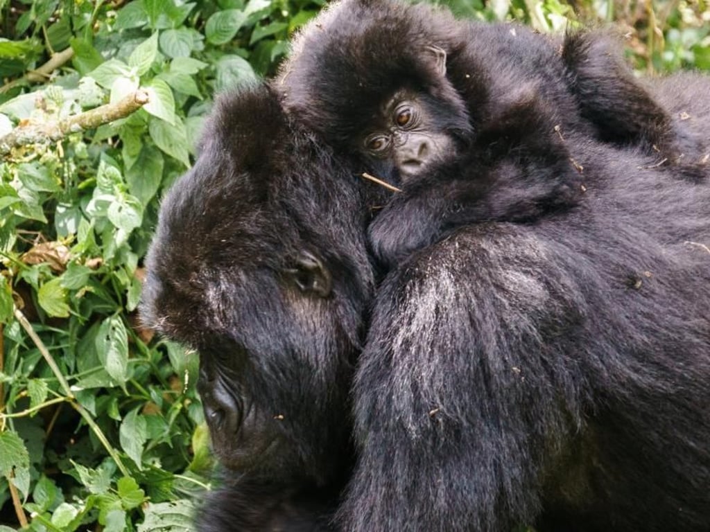 Gorilla-Jungtier auf dem Rücken der Mutter: Die Tiere leben in Gruppen. Foto: Philipp Laage/dpa-tmn