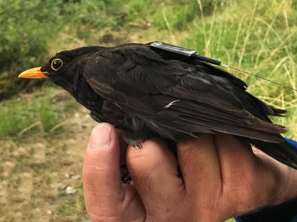 Eine Amsel ist mit einem Icarus-Sender präpariert worden. Er soll künftig via ISS wertvolle Daten an die Wissenschaftler übertragen. Foto: MPI für Ornithologie/MaxCine