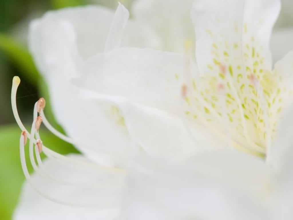 Die frühen Sorten der Japanischen Azalee öffnen ihre Knospen im März, den Höhepunkt erreicht die Blüte in den Monaten April und Mai. Foto: Klaus-Dietmar Gabbert
