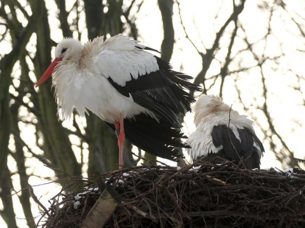 In der Nähe der Villa Friede haben sich zahlreiche Störche angesiedelt. Foto: Verena Wolff