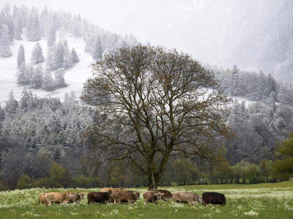 Frühling im Tal, Winter in den Bergen. Eine Herde Kühe stehen im schweizerischen Maienfeld vor den verschneiten Hängen der Alpen. Foto: Gian Ehrenzeller