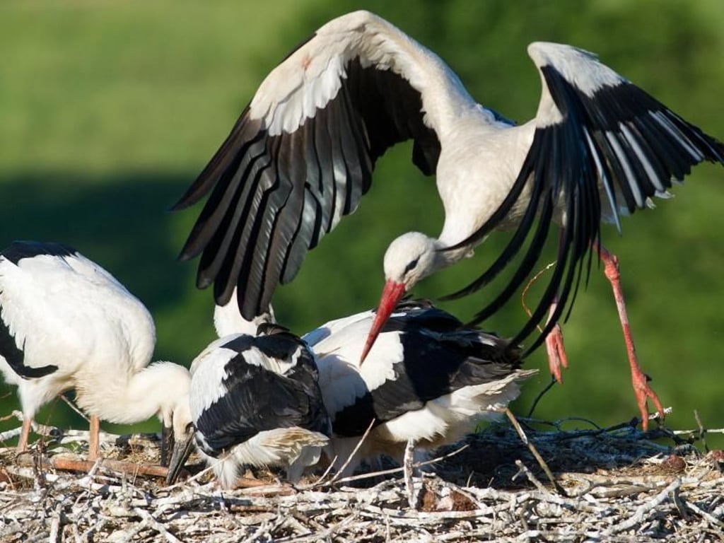 Manch eine Storchen-Mutter wirft ihren Nachwuchs schon mal aus dem Nest. Foto: Patrick Pleul