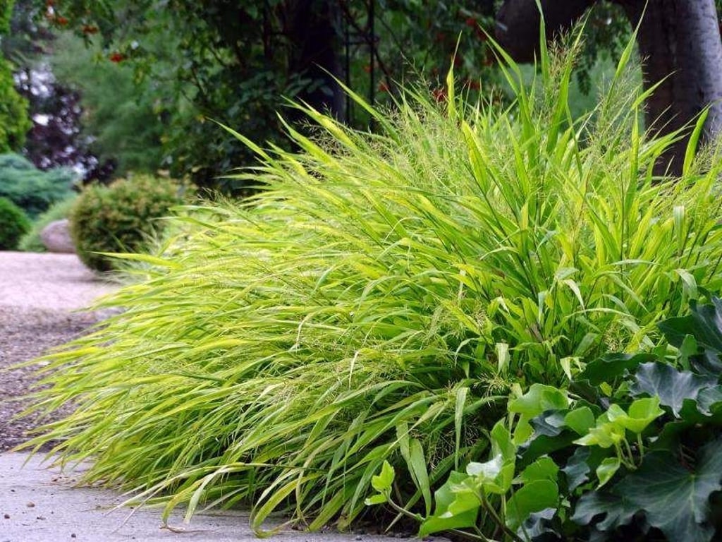 Gräser wie das Japangras 'Albostriata' (Hakonechloa macra) können einem Garten Struktur geben - sie benötigen aber einen mageren und durchlässigen Boden. Foto: Bettina Banse