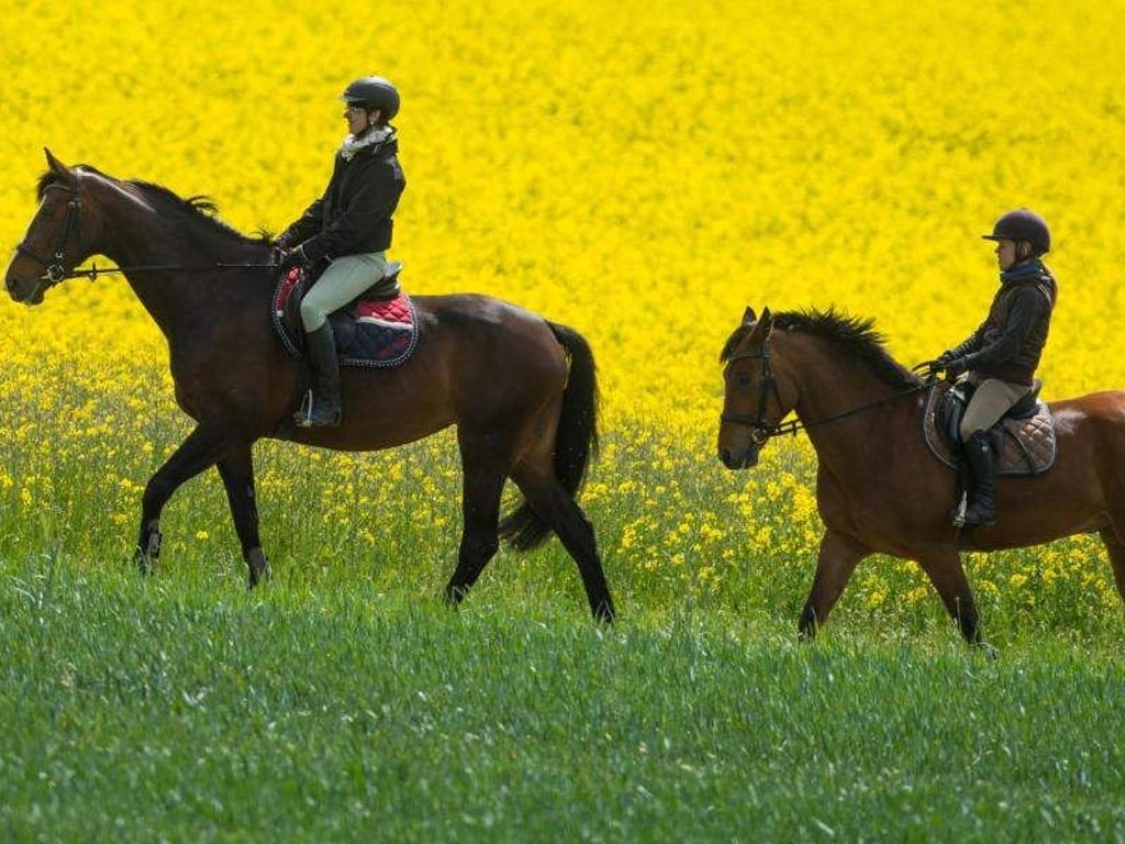 Beim Ausritt die Frühlings-Natur genießen: Gerade zum Start in die Outdoor-Saison sollten Reiter aber einiges beachten. Foto: Patrick Pleul/dpa