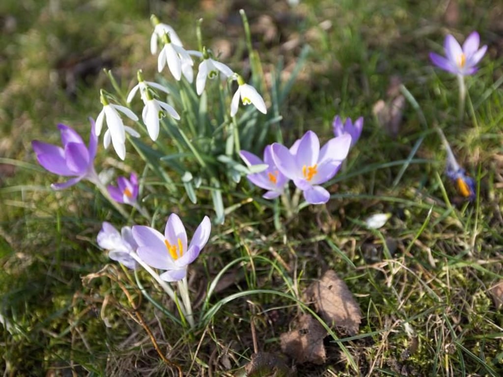 Als Beetnachbarn des Schneeglöckchens bieten sich andere Frühlingsblüher wie Krokusse an. Foto: Andrea Warnecke/dpa-tmn
